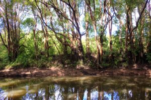 trees_by_water_RW1_6707_tonemapped_wp