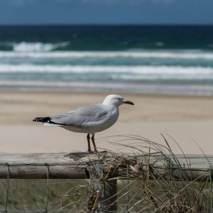 RW3_4663 seagull_wp