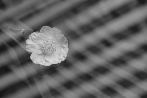 RW3_8172 flower double exposure bw_wp