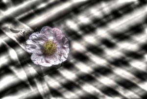 RW3_8172 flower double exposure_ bw_fused_tonemapped_wp