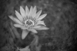 RW3_8181 flower with drop bw_wp