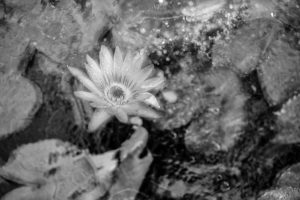 RW3_8198 waterlily bw_wp