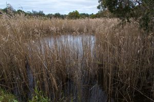 DSC_0683 Tallows reed_wp