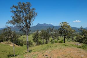 XT110184 Mt Warning from Tyalgum lookout