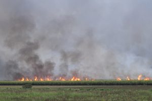 XT111352 burning cane