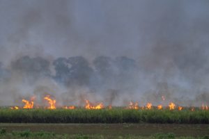 XT111381 burning cane