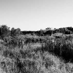 XE110366 birds on the water bw