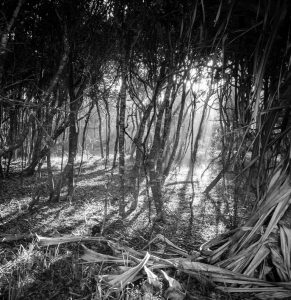 XE110386 light and shadow in the bush