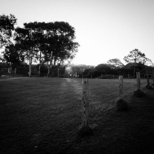 XE110396 light and shadow in the bush