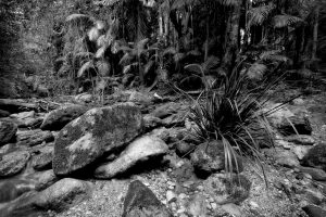 XT118225 grass rocks palms_r