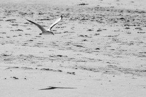 XT122568 flying seagull bw 20150904_r