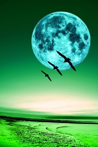 night beach with birds poisenous moon_r