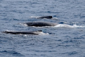 _XT13423 3 whales 20151007_r