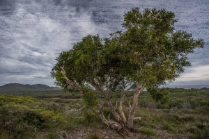 _WA00726-2 tree with texture 20151106_r