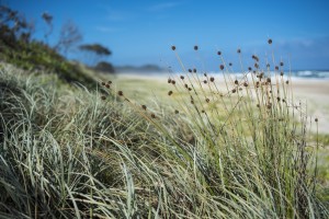 _WA06076 Tallows grass 20160101_r